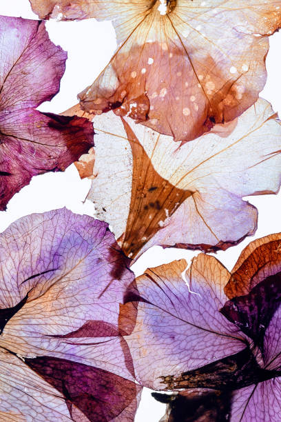 istock Abstract flower petals Pansy leaves dried pressed 1320802771