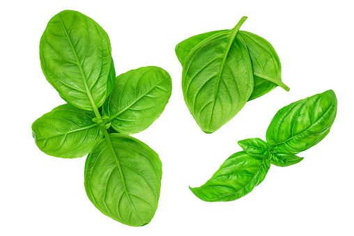 Fresh basil leaf isolated on white background, close up. Basil herb  top view set. Flat lay\