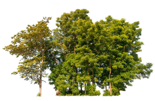 bosque pequeño aislado sobre fondo blanco, alta resolución del bosque con corte - soto fotografías e imágenes de stock