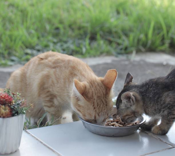 istock Lovely cats sharing food 1320805990