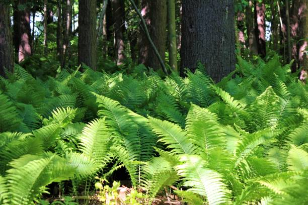 istock Forest of Ferns 1320806251