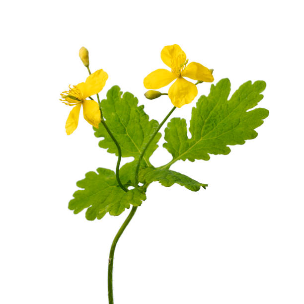 Twig of blooming  greater celandine with yellow flowers on white background close up,