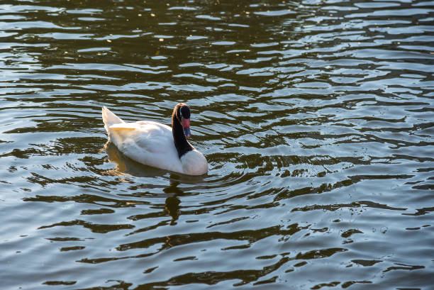 istock Swans in the pond 1320807998