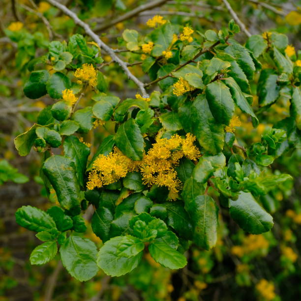 Azara Name 170+ Azara Fotografías de stock, fotos e imágenes libres de derechos ...