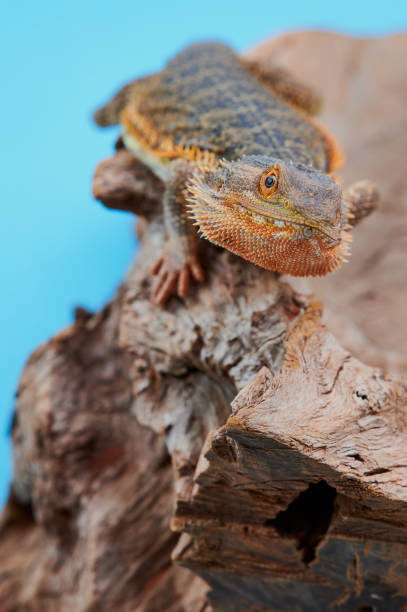 istock cute male bearded dragon portrait, studio shot 1320809053
