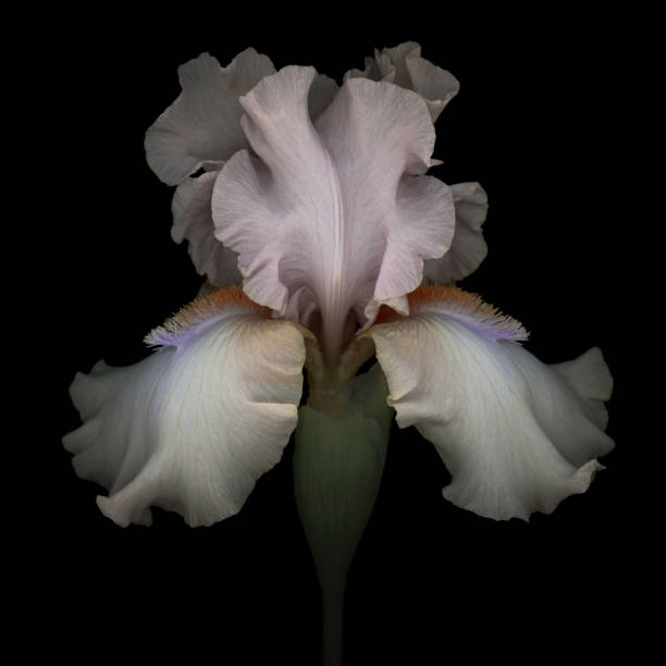 iris rosado aislado sobre fondo negro - single flower isolated close up flower head fotografías e imágenes de stock
