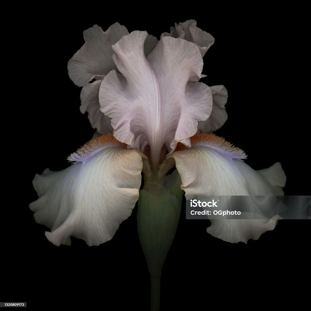 Pink iris isolated on black background Pink iris isolated on black background. Flower Stock Photo