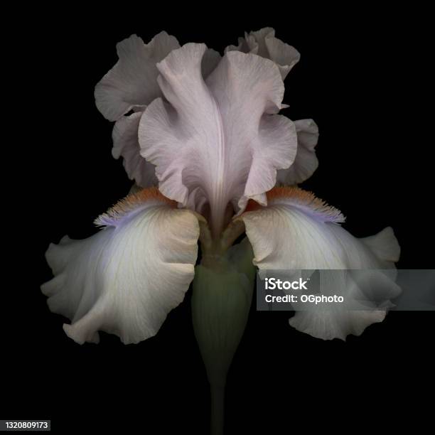 Pink Iris Isolated On Black Background Stock Photo - Download Image Now - Flower, Iris - Plant, Black Background