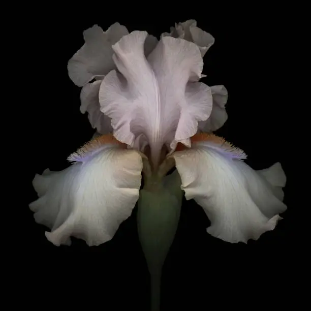 Photo of Pink iris isolated on black background