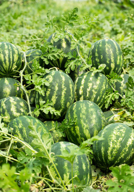 istock Watermelon field, Adana, Turkey 1320810522