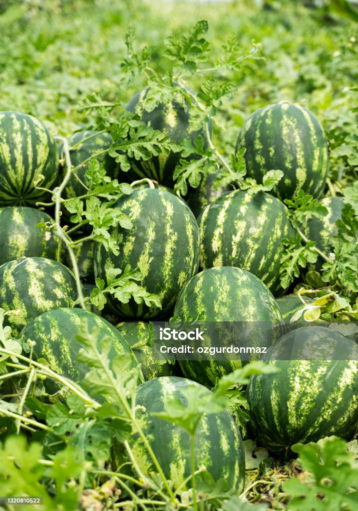 Watermelon field, Adana, Turkey Watermelon Stock Photo