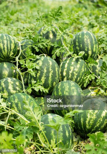 Watermelon Field Adana Turkey Stock Photo - Download Image Now - Watermelon, Agricultural Field, Melon