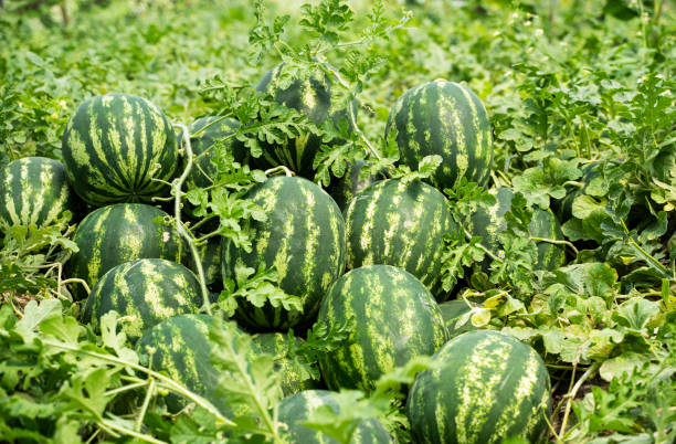 istock Watermelon field, Adana, Turkey 1320810530
