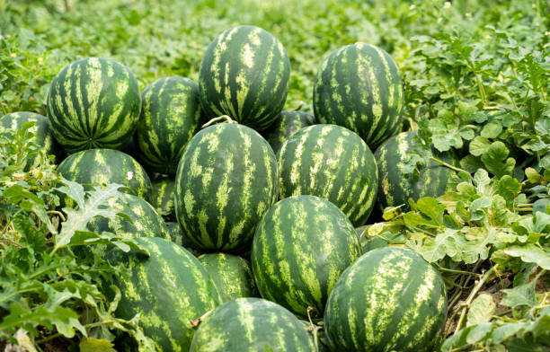 istock Watermelon field, Adana, Turkey 1320810552