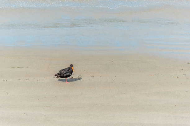 a variable oystercatcher at the beach of osaka peninsula, new zealand - pacific oyster imagens e fotografias de stock