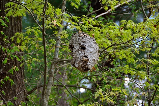 Natural wasp nest in a wooded area with young springtime oak leaves in bokeh beyond the paper nest high in the trees.  Northern Wisconsin woods finds this nest large nest from the previous year.