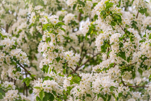 istock White blossoming apple trees. White apple tree flowers 1320814097