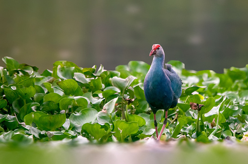 A beautiful portrait of a grey headed swamphen at river bank