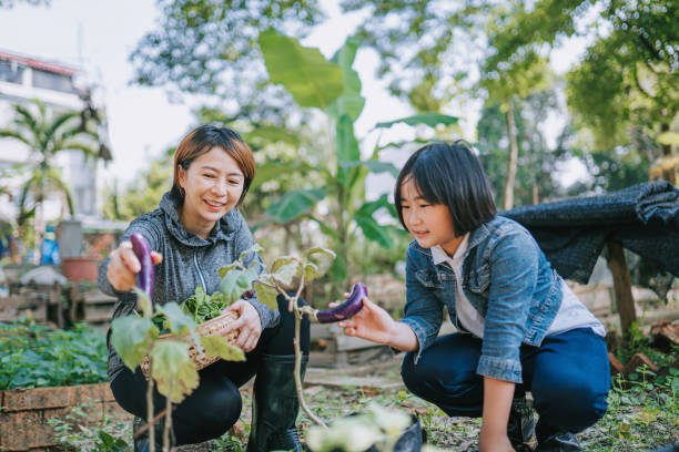 mãe chinesa asiática ajoelhando-se colhendo berinjela no quintal de casa - eggplant vegetable vegetable garden plant - fotografias e filmes do acervo