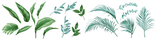ilustrações de stock, clip art, desenhos animados e ícones de set of tropical leaves for textile design - frond