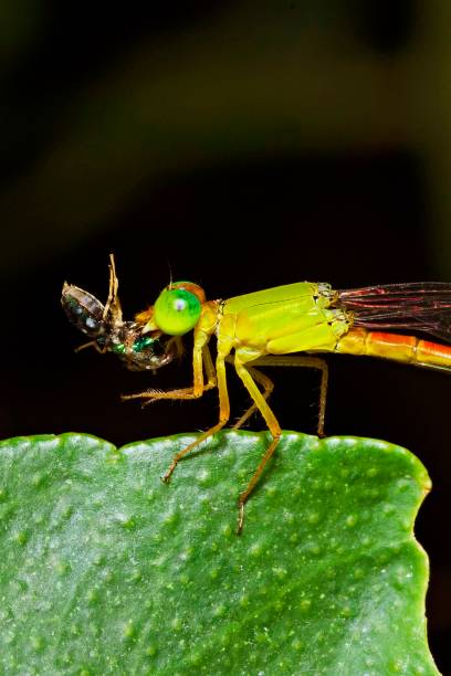 istock Dragonfly eating insect on green leaf. 1320814498