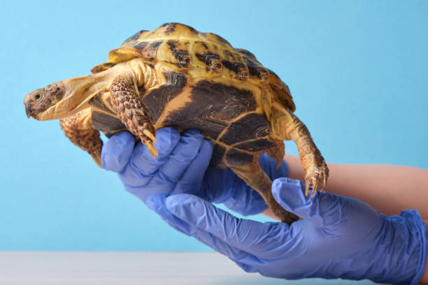 istock Veterinarian examining cute turtle in clinic close up 1320814501
