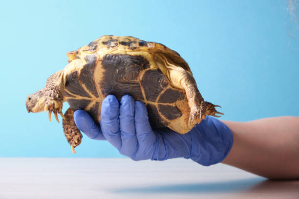 istock Veterinarian examining cute turtle in clinic close up 1320814515