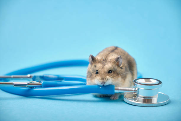 istock Cute hamster and stethoscope on blue background 1320814556