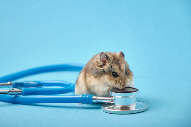 istock Cute hamster and stethoscope on blue background 1320814563