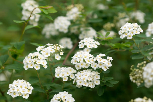 istock white spirea flowers closeup selective focus 1320815138