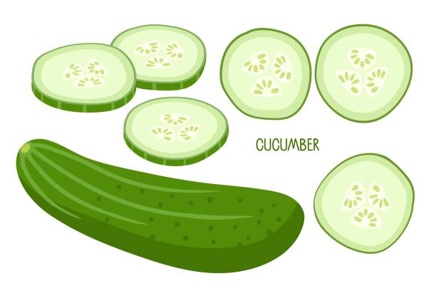 ilustrações, clipart, desenhos animados e ícones de pepino. pepino inteiro e pedaços picados. vegetais frescos da fazenda para dieta. ingredientes para cozinhar. estilo de design plano para menu, café, restaurante, pôster, banner, emblema, adesivo, design de receitas - white background healthy eating meal salad