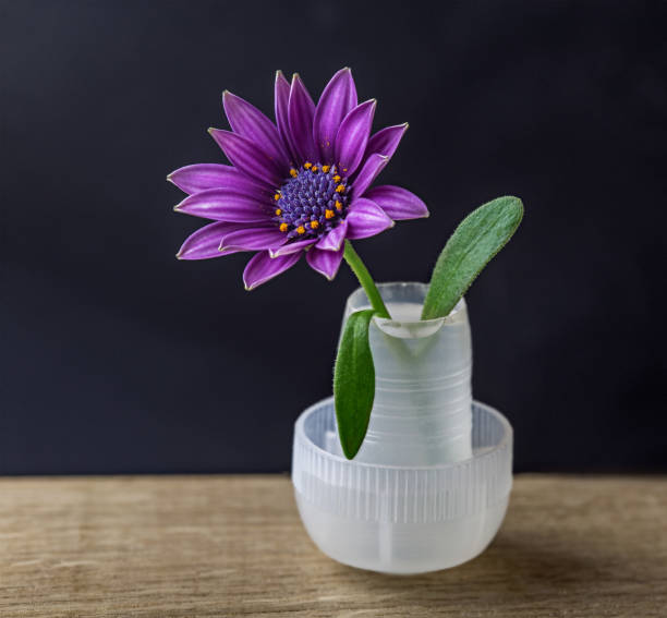 istock Blooming flower in the water. Romantic and gentle. 1320815250