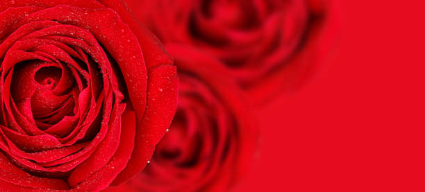 roses rouges sur fond rouge avec espace de copie - dozen roses rose flower arrangement red photos et images de collection