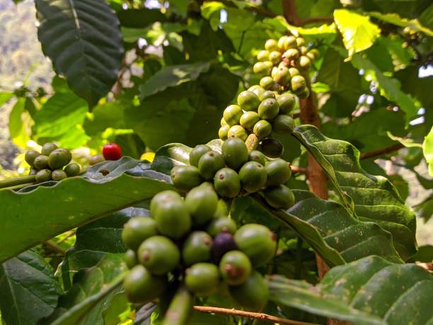 istock Lampung Boiled Coffee Trees and Fruits 1320815372