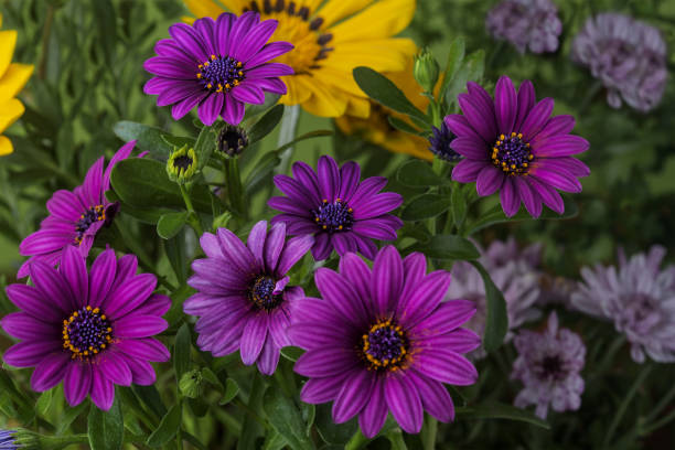 istock Blooming flowers on the bushes. Romantic and tender. 1320815680