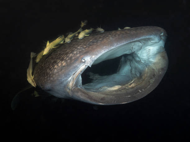 istock Whale shark during the night 1320815715
