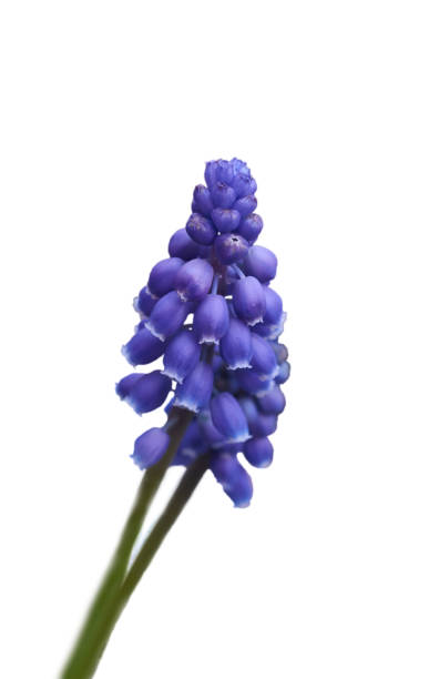 istock Muscari flower, isolation on white background, macro. 1320817066