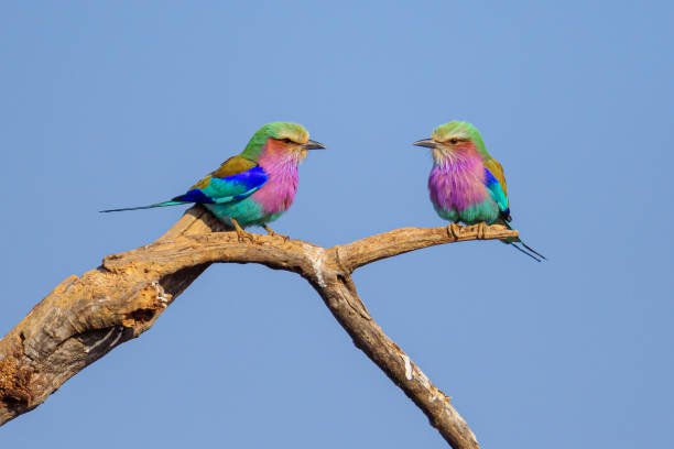 Lilac Breasted Roller pair Lilac breasted roller is national bird of Kenya. It is found in all African countries. lilac breasted roller stock pictures, royalty-free photos & images