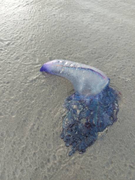 istock Portuguese Caravel Seaweed On The Beach 1320817294