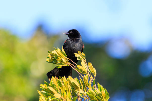 istock Red-winged Blackbird at Lake Weir 1320818493