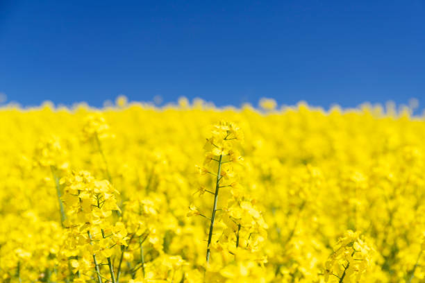 Yellow Canola Field with blue sky and white clouds.Yellow Canola Field with blue sky.