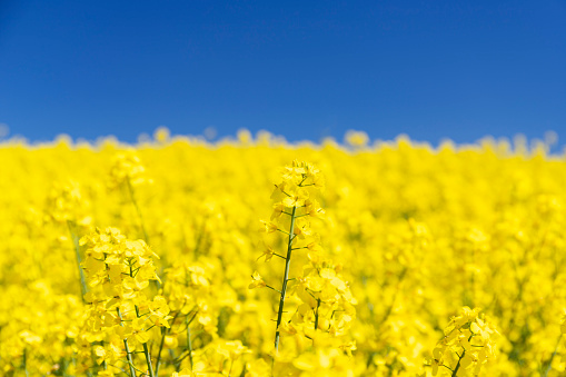 Yellow Canola Field with blue sky and white clouds.Yellow Canola Field with blue sky.