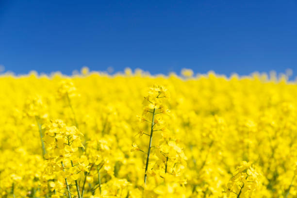 Yellow Canola Field with blue sky. - fotografia de stock