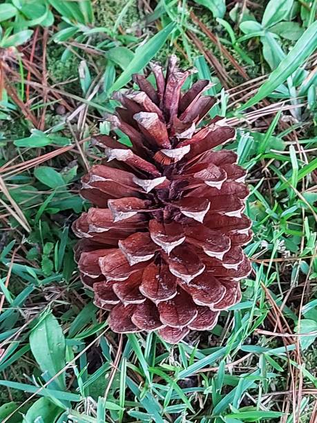 pine cone - pine tree imagens e fotografias de stock