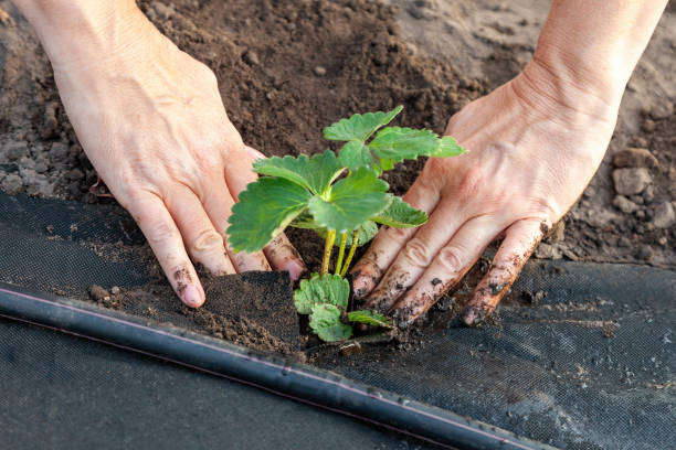 planter des plants de fraises sur spunbond - strawberry plant photos et images de collection