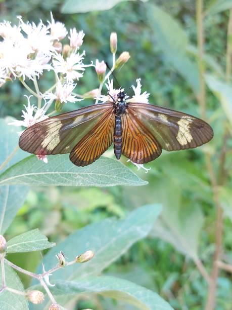 brazilian brown butterfly - 12011 imagens e fotografias de stock