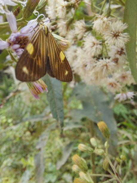 small insect butterfly - 12026 imagens e fotografias de stock