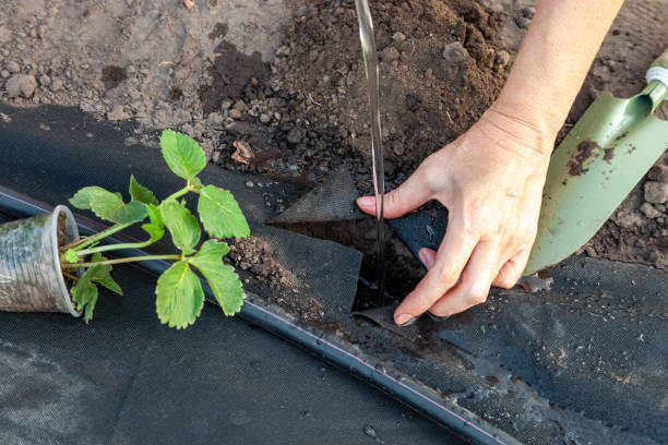 istock Planting strawberry seedling on spunbond 1320819662