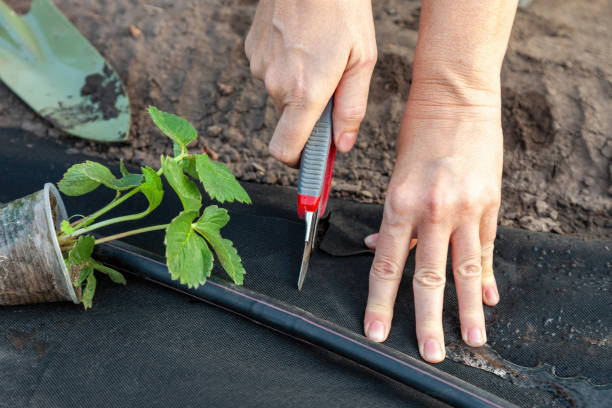 istock Planting strawberry seedling on spunbond 1320819695