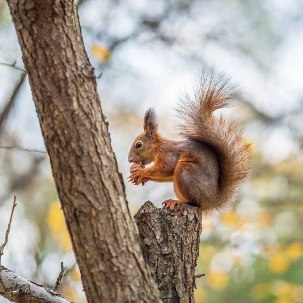 istock Squirrel with nut in Autumn sits on a branch 1320821076